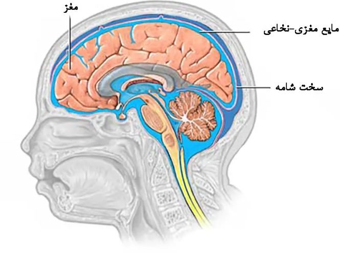 جداسازی پاراکوویروس انسانی
