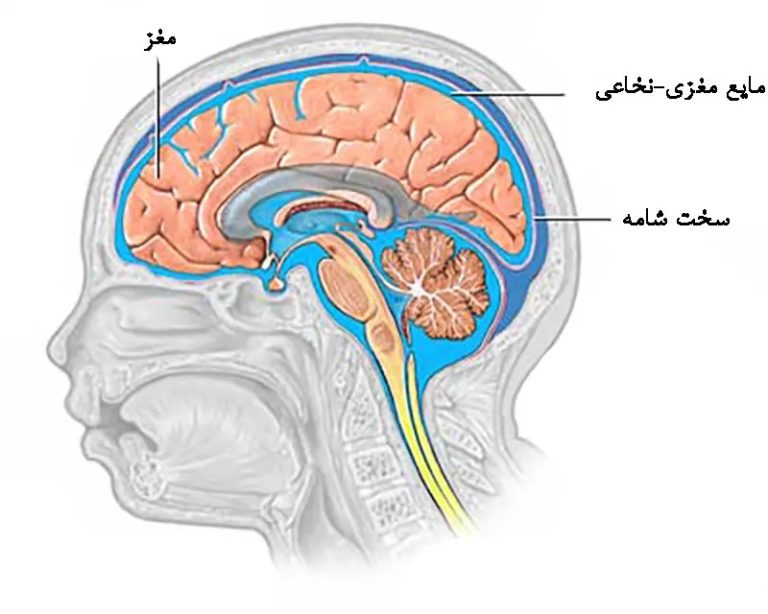 جداسازی پاراکوویروس انسانی