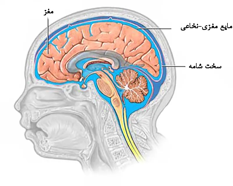 جداسازی پاراکوویروس انسانی